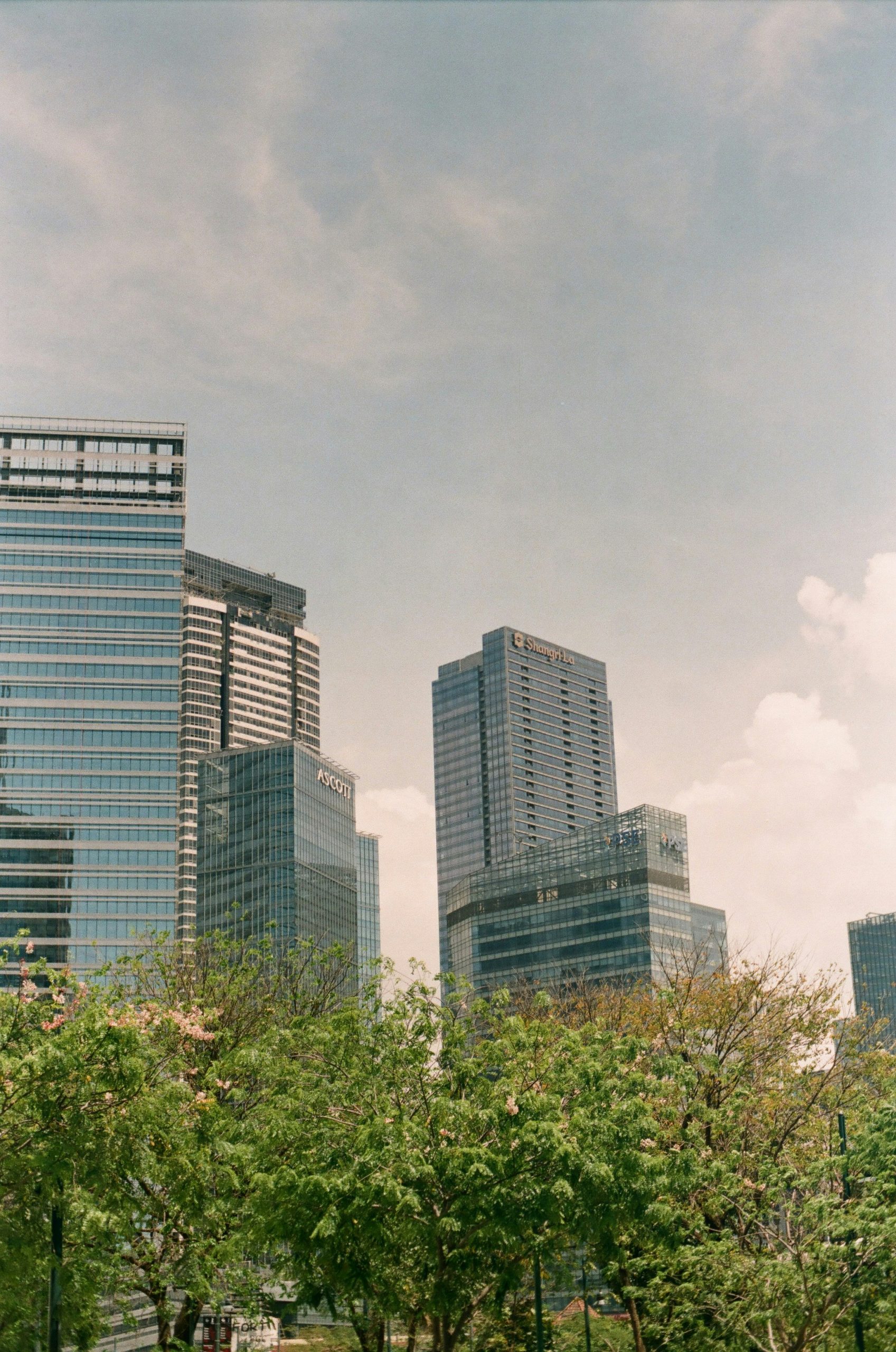 Modern city buildings rising above a tree-lined park